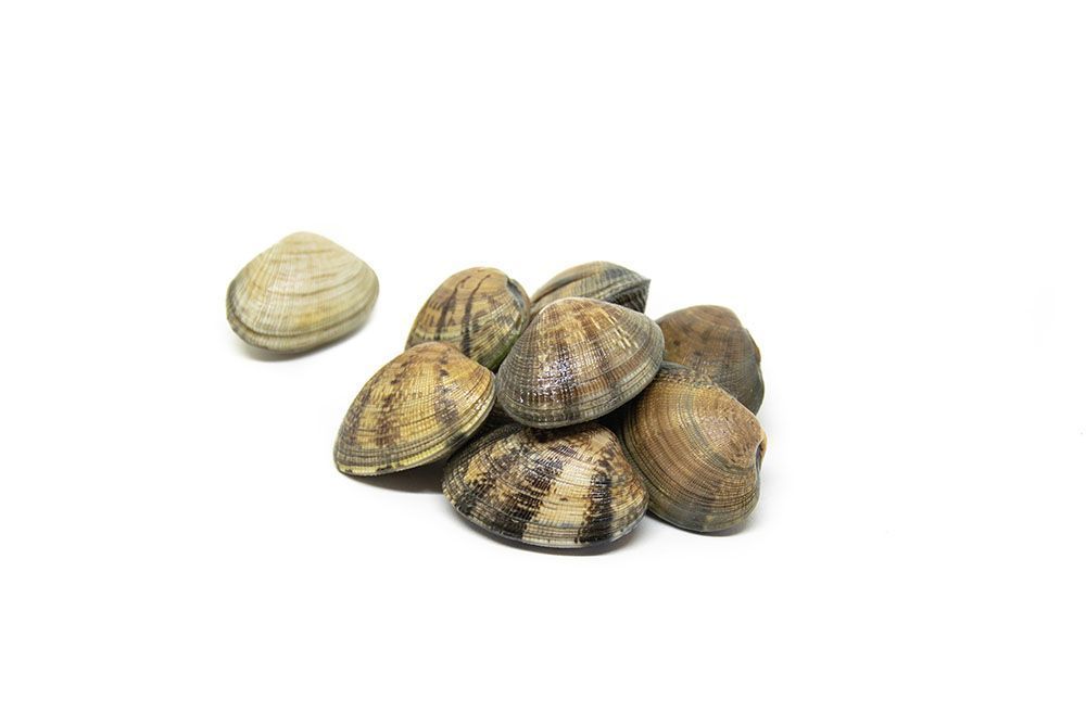 comprar-almeja-japonica
