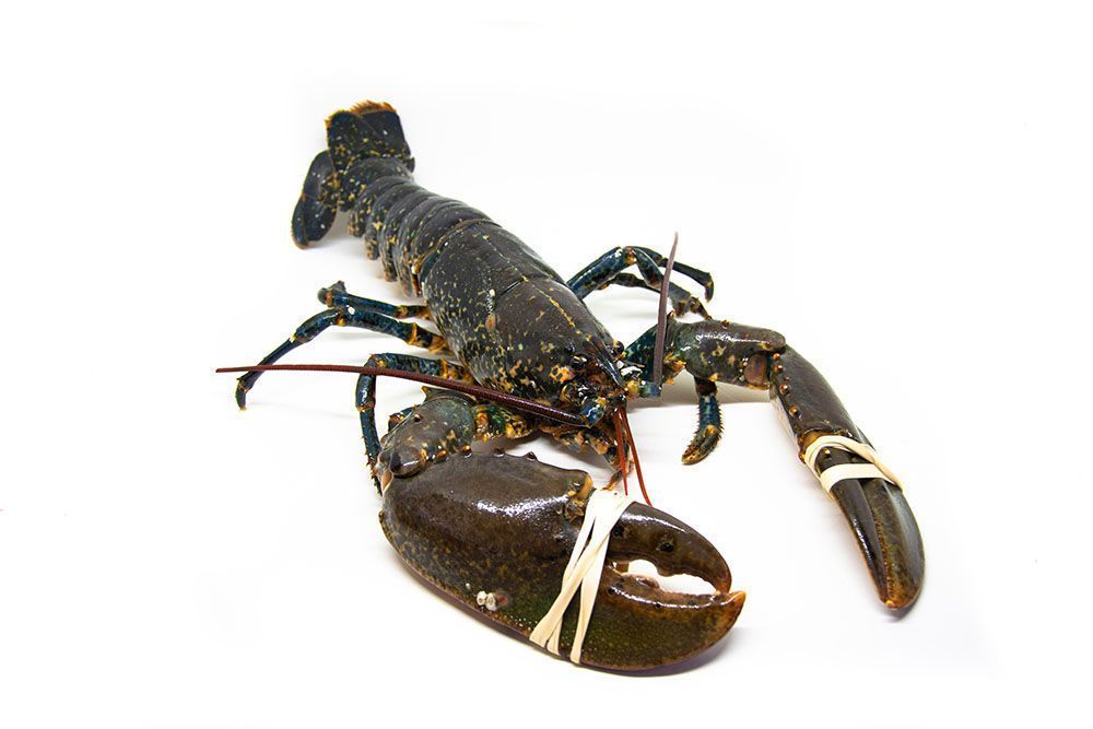 comprar-bogavante-online-titajosefina