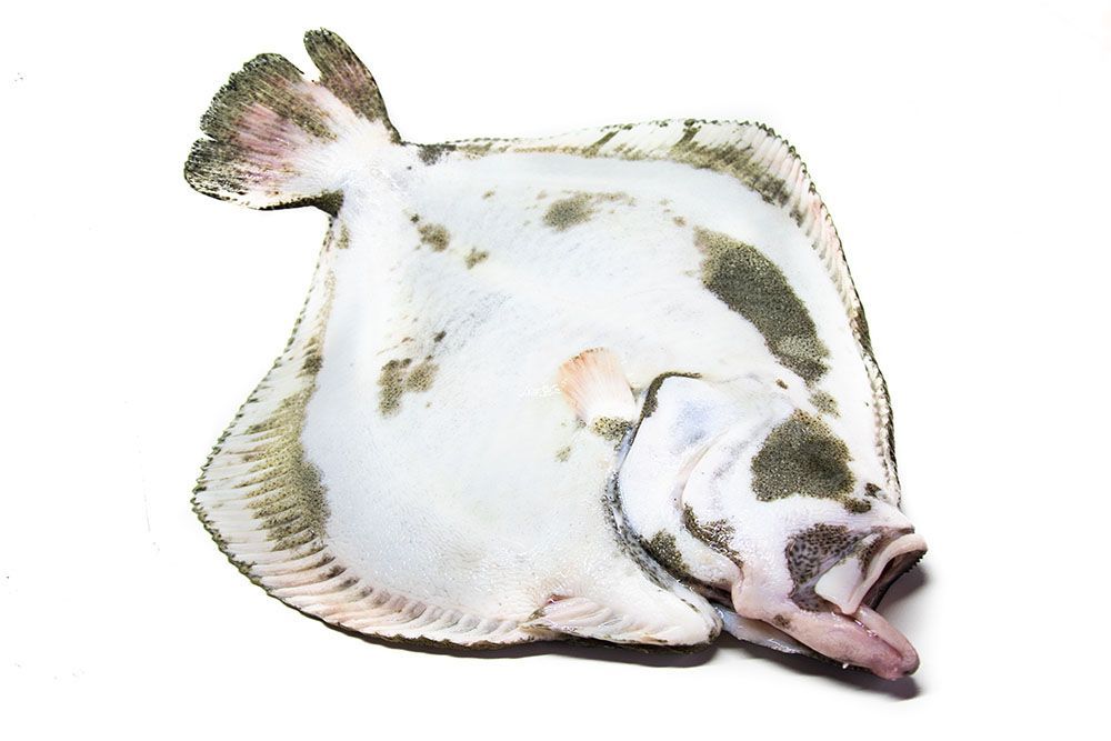 comprar-rodaballo-conline-titajosefina
